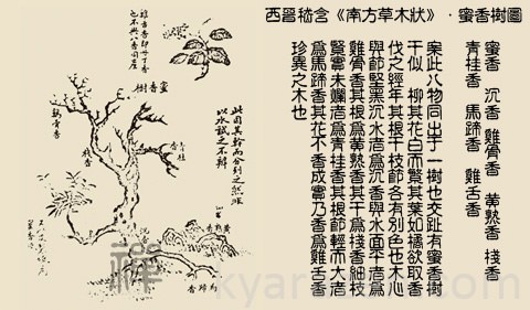 Western Jin records of agarwood