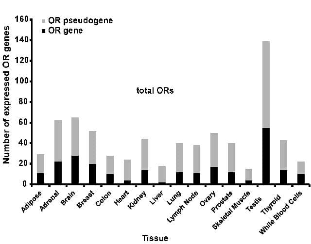 olfactory1