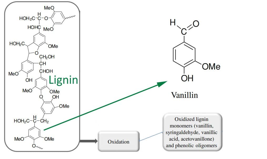 lignin to vanillin