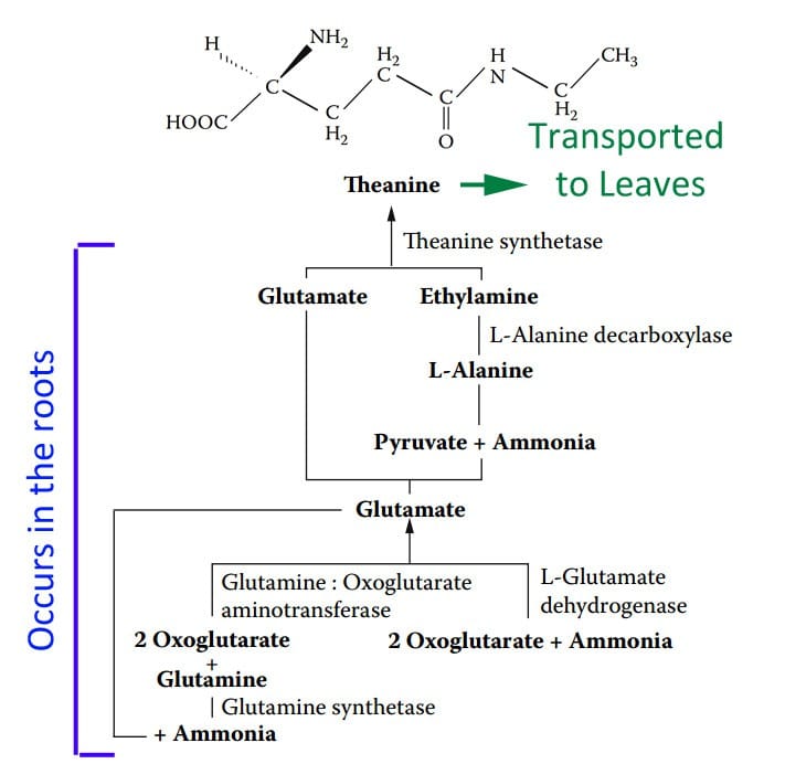 theanine biosynthesis