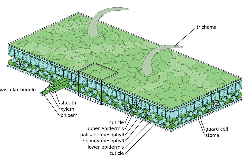 1024px-Leaf_Structure.svg